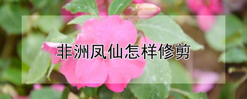 非洲凤仙怎样修剪（非洲凤仙如何扦插）
