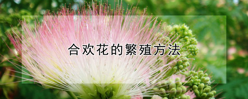 合欢花的繁殖方法（合欢花的繁殖方法图解）