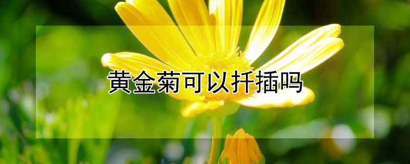 黄金菊可以扦插吗（黄金菊可以扦插吗视频）