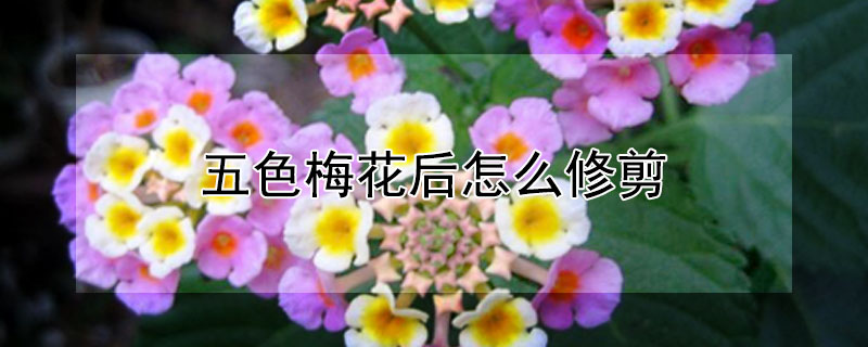 五色梅花后怎么修剪 五色梅花后怎么修剪图片