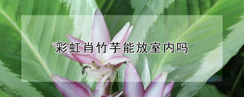 彩虹肖竹芋能放室内吗 彩虹肖竹芋叶子下垂发软怎么回事