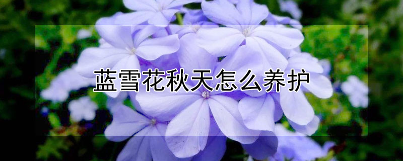 蓝雪花秋天怎么养护 蓝雪花秋天怎么养护视频