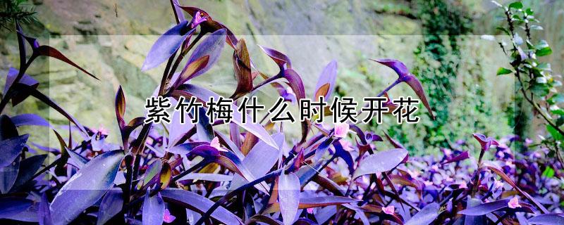 紫竹梅什么时候开花（紫竹梅什么时候开花?）