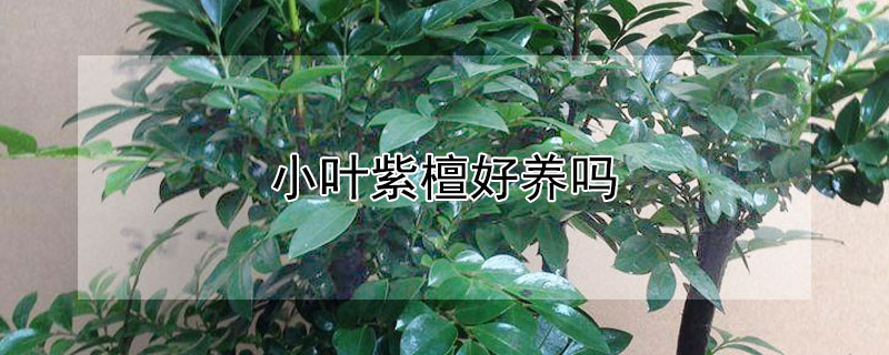 小叶紫檀好养吗 小叶紫檀怎么养护