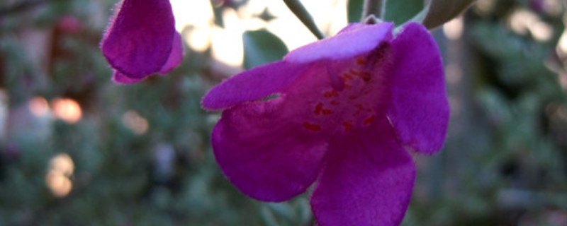 红花玉芙蓉怎么养（红花玉芙蓉怎么养护）