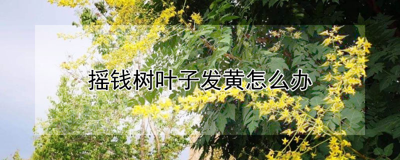 摇钱树叶子发黄怎么办（摇钱树叶子发黄脱落怎样挽救）