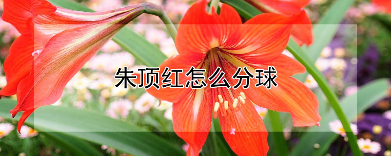 朱顶红怎么分球 怎样给朱顶红分株