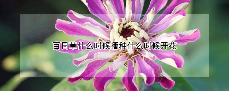 百日草什么时候播种什么时候开花（百日草什么季节种比较好）
