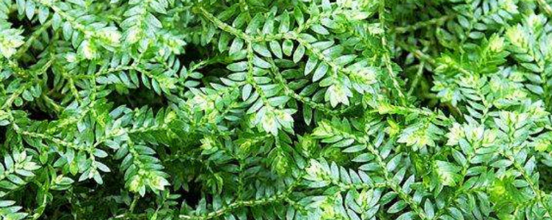 幸福草的养殖方法和注意事项（幸福草的养殖方法和注意事项(简单）