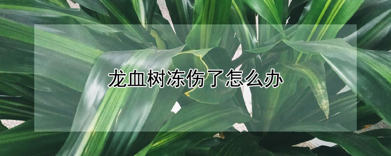 龙血树冻伤了怎么办 龙血树被冻了怎么办