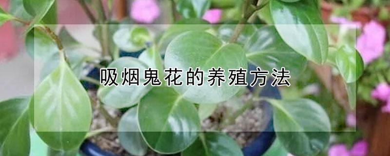 吸烟鬼花的养殖方法（吸烟鬼花怎么养）