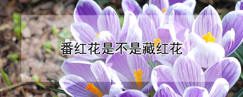 番红花是不是藏红花（藏红花对男人性功能有帮助吗）