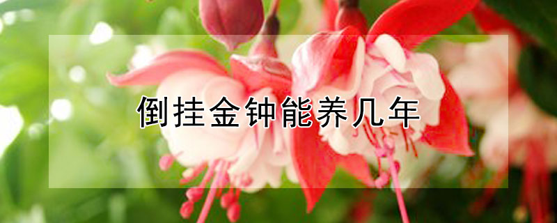 倒挂金钟能养几年 倒挂金钟一年开几次花