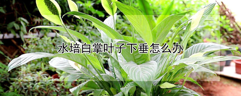 水培白掌叶子下垂怎么办 水培白掌叶子下垂变软发黄