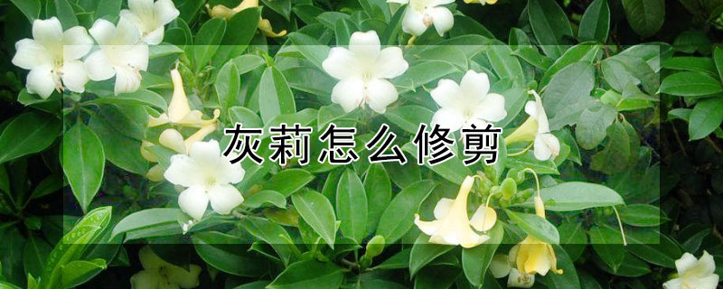 灰莉怎么修剪 灰莉怎么修剪什么时候修剪最好