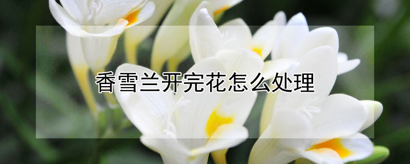 香雪兰开完花怎么处理 香雪兰开完花怎么处理视频讲解