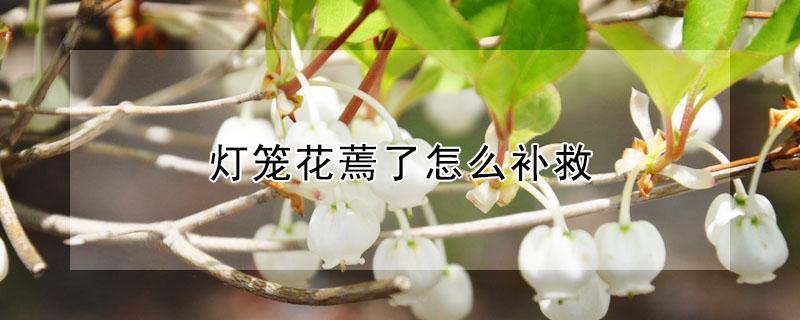 灯笼花蔫了怎么补救（灯笼花蔫了怎么补救视频）