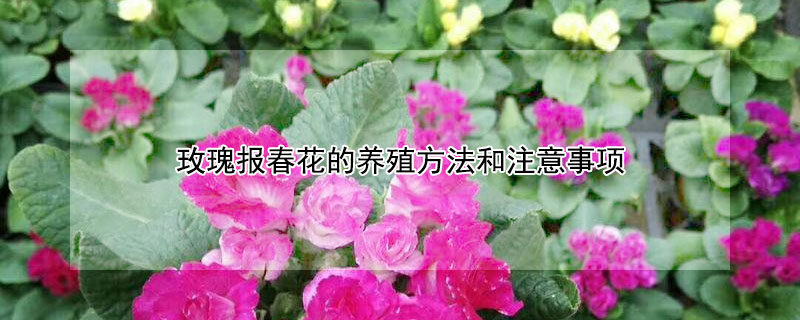 玫瑰报春花的养殖方法和注意事项 玫瑰报春花的养殖方法和注意事项在线字典