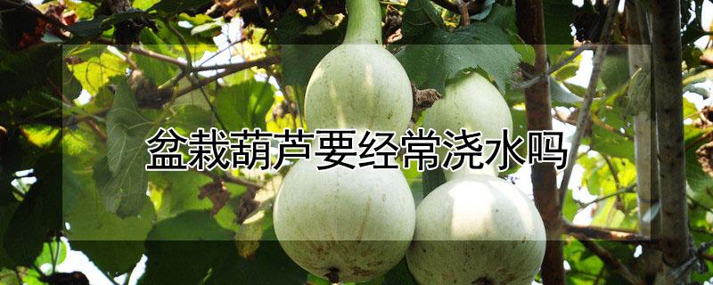 盆栽葫芦要经常浇水吗 盆栽葫芦要经常浇水吗视频
