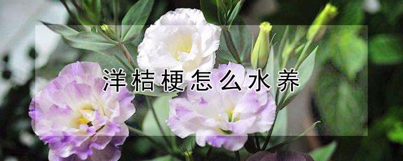 洋桔梗怎么水养 洋桔梗怎么水养才能活