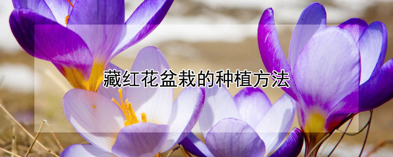 藏红花盆栽的种植方法（藏红花盆栽种植方法与时间江苏）