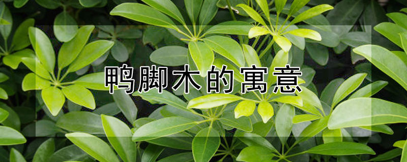 鸭脚木的寓意（鸭脚木的寓意与风水）