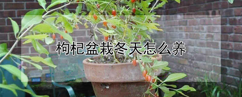 枸杞盆栽冬天怎么养 枸杞盆栽冬天怎么养护和管理