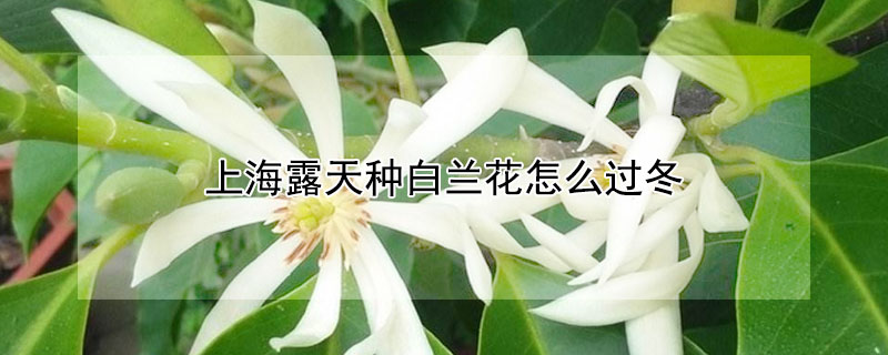 上海露天种白兰花怎么过冬 白兰花冬天养护 上海