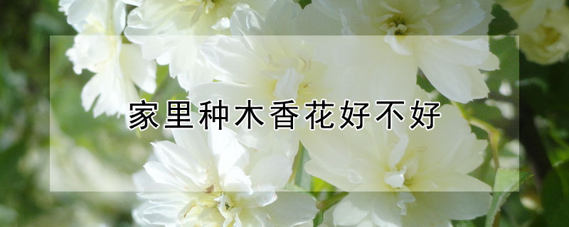 家里种木香花好不好 最旺宅的爬藤植物