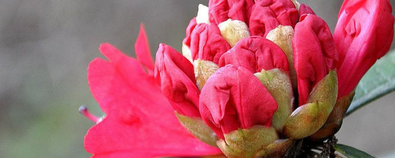 马樱花怎样栽易成活（马樱花怎样移栽成活率高）