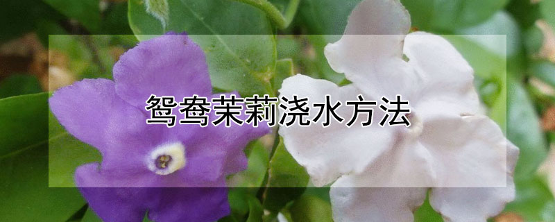 鸳鸯茉莉浇水方法（鸳鸯茉莉浇水方法和技巧）