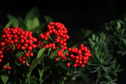 红玉珠养殖方法