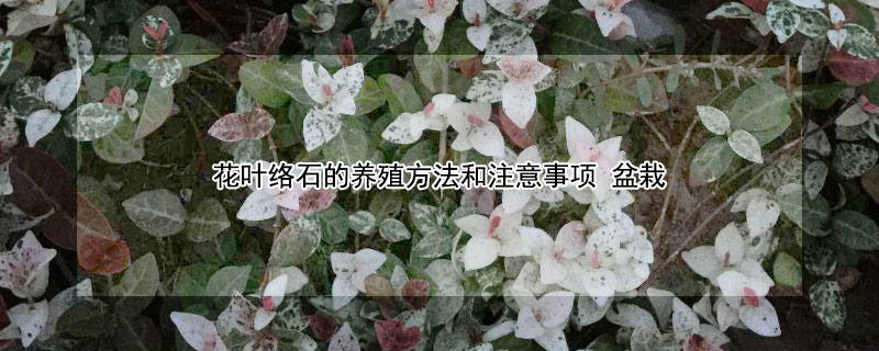 花叶络石的养殖方法和注意事项 花叶络石的养殖方法和注意事项大全