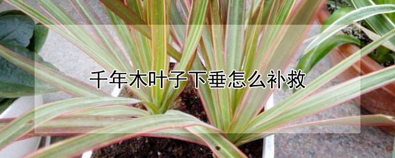 千年木叶子下垂怎么补救（千年木放客厅大忌）