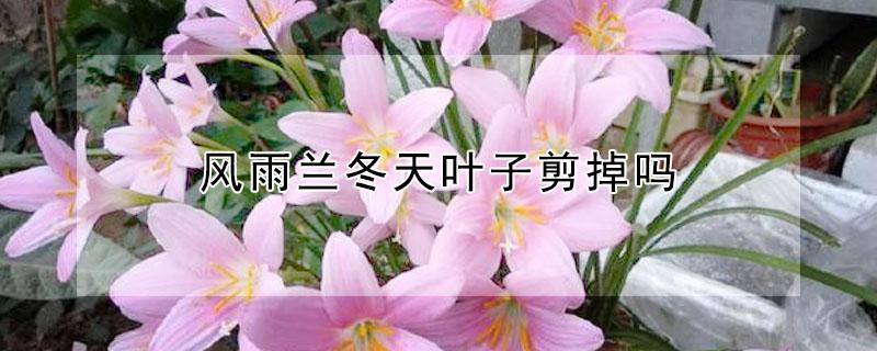风雨兰冬天叶子剪掉吗 风雨兰每年都要挖出来吗