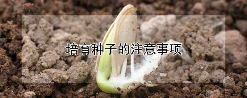 培育种子的注意事项（培育种子的注意事项有哪些）