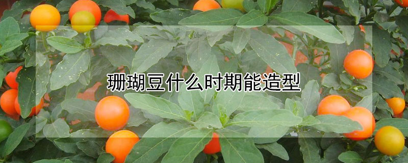 珊瑚豆什么时期能造型（珊瑚豆什么时期能造型好看）