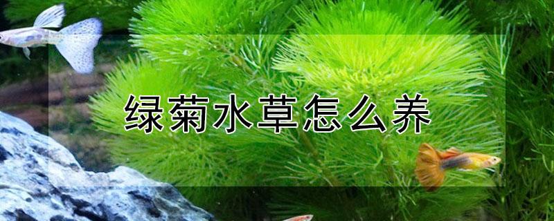 绿菊水草怎么养 绿菊水草怎么养才能更旺盛