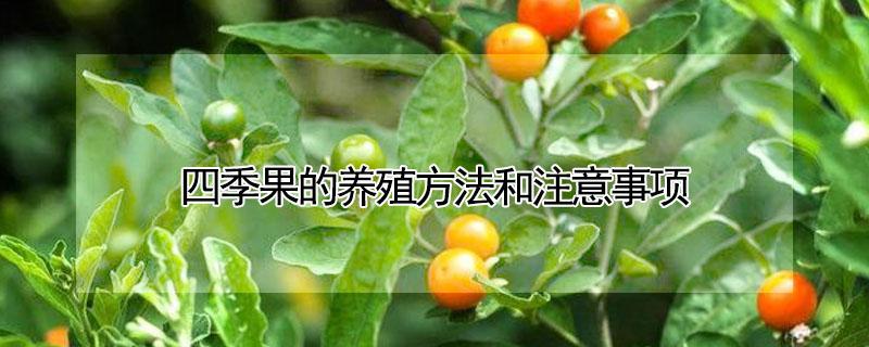 四季果的养殖方法和注意事项（四季果的养殖方法和注意事项w）