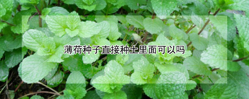 薄荷种子直接种土里面可以吗 家里为什么不能种薄荷