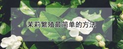 茉莉繁殖最简单的方法（茉莉花的养殖方法及修剪）