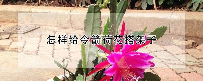 怎样给令箭荷花搭架子 令箭荷花怎么搭架