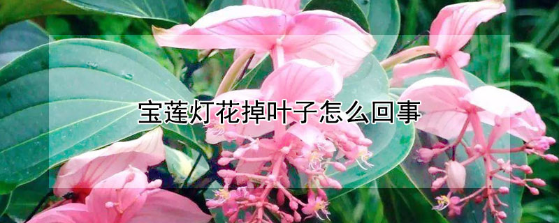 宝莲灯花掉叶子怎么回事 宝莲灯花掉叶子怎么办