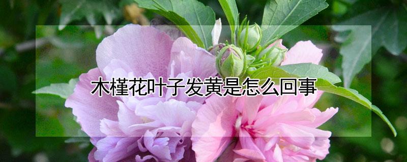 木槿花叶子发黄是怎么回事（木槿花叶子发黄是怎么回事换盆后）