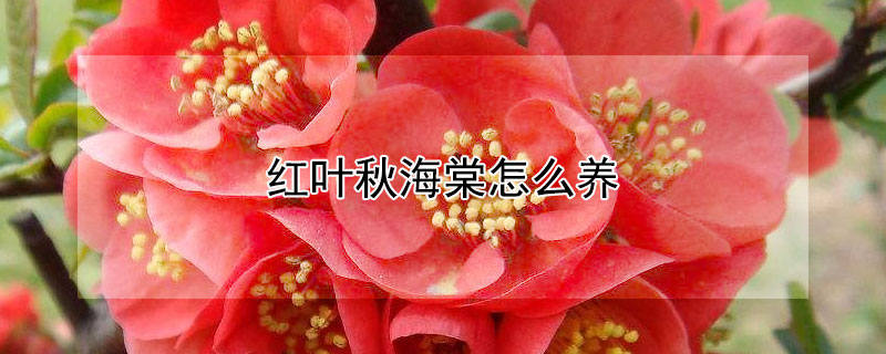 红叶秋海棠怎么养 红叶秋海棠怎么养护和管理