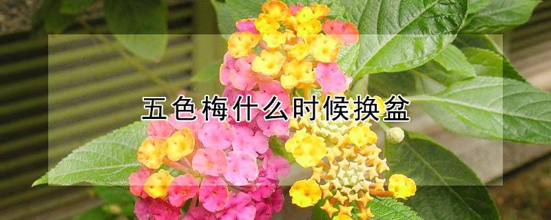 五色梅什么时候换盆 五色梅什么时候换盆好