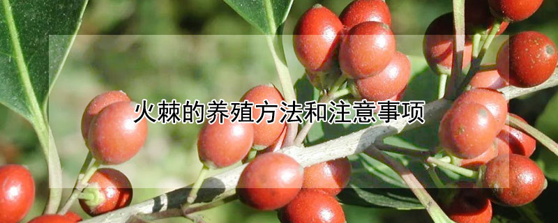 火棘的养殖方法和注意事项 火棘的养殖方法和注意事项视频