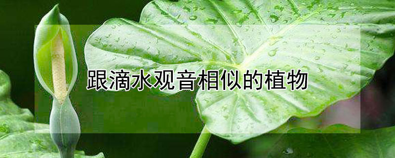 跟滴水观音相似的植物（跟滴水观音相似的植物是什么）
