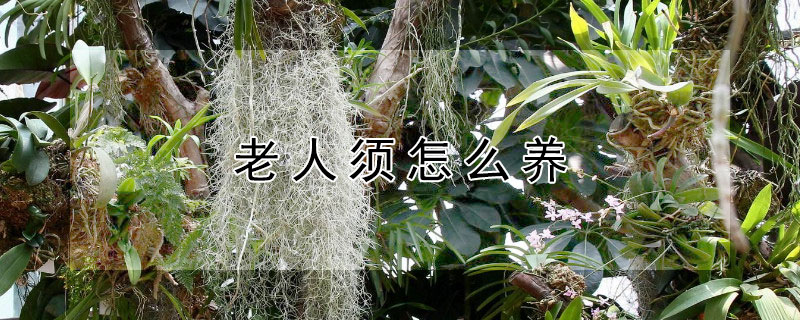 老人须怎么养（老人须养护）