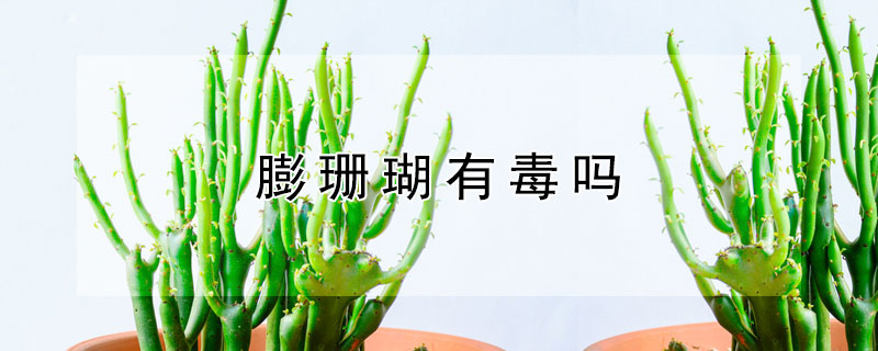 膨珊瑚有毒吗 膨珊瑚有毒吗可以放在家里吗?